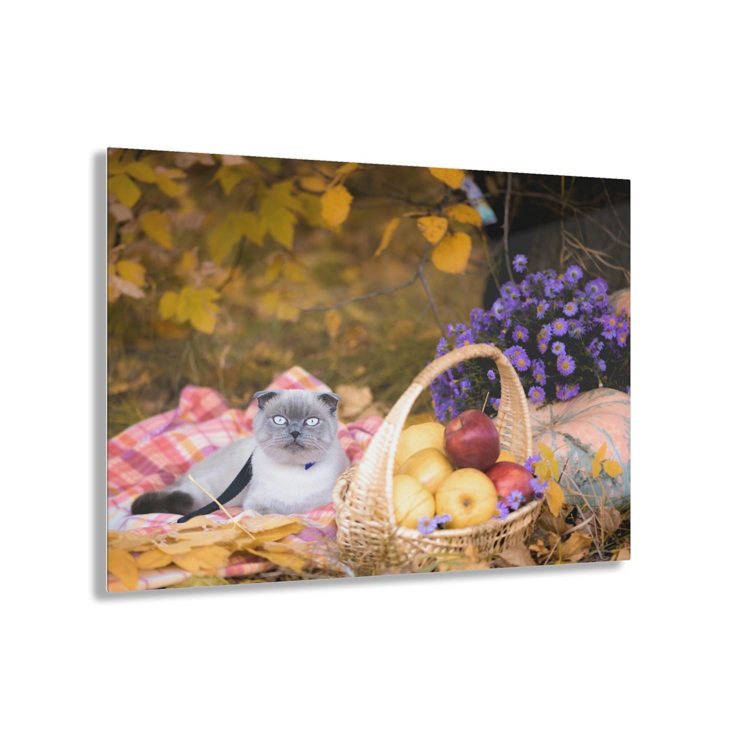Picknick Cat Acrylic Prints
